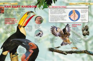 Обложка: Птицы
