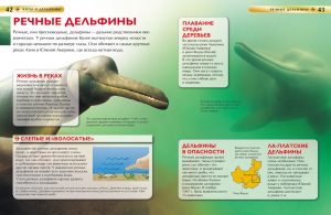 Обложка: Киты и дельфины