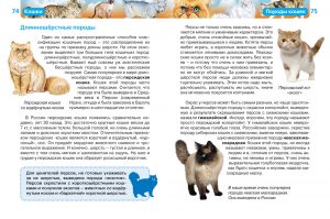 Обложка: Кошки