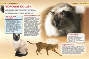 Обложка: Кошки и котята