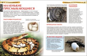 Обложка: Детёныши животных