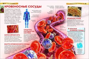 Обложка: Тело человека