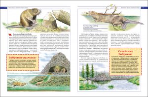 Обложка: Красная Книга России. Животные