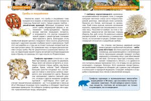 Обложка: Красная Книга