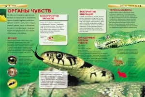 Обложка: Змеи