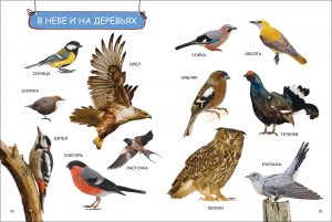 Обложка: Моя первая книга