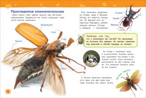 Обложка: Насекомые